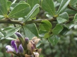 Otholobium bracteolatum leaves